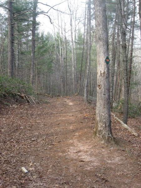 A dirt path winding through a wooded area, flanked by tall trees and scattered leaves on the ground. A tree with a green and black trail marker is visible on the right side of the path. The atmosphere is quiet and natural, suggesting a peaceful hiking trail. Turner Creek Trail mountain bike trail.