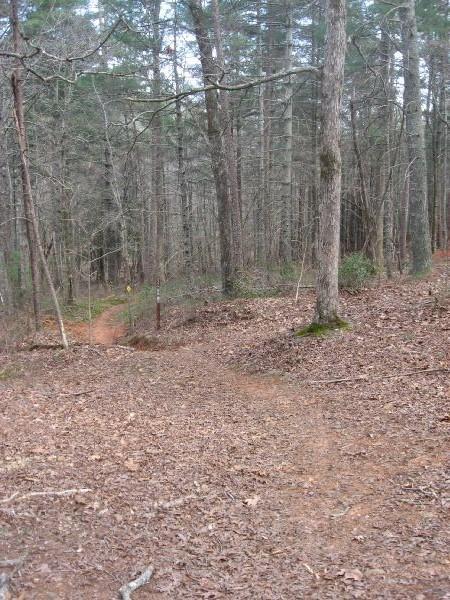 A winding dirt trail through a forest, surrounded by tall trees and fallen leaves. The path splits into two directions, with one trail visible on the left and another continuing straight ahead, creating an inviting yet mysterious woodland scene. Turner Creek Trail mountain bike trail.