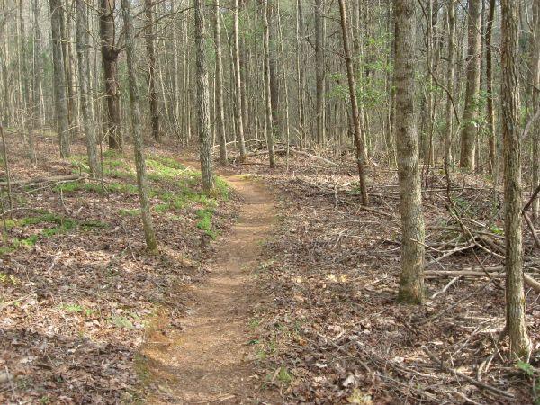 A winding dirt path through a forest, surrounded by tall trees and scattered fallen leaves. The area is peaceful and natural, with patches of green foliage and branches visible along the sides of the trail. Turner Creek Trail mountain bike trail.