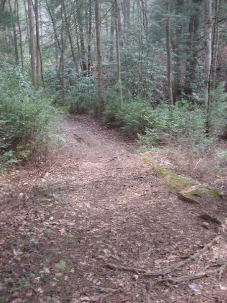 A narrow dirt path winding through a forest, surrounded by lush greenery and trees. The ground is covered with fallen leaves and scattered stones, leading deeper into the woods. Turner Creek Trail mountain bike trail.