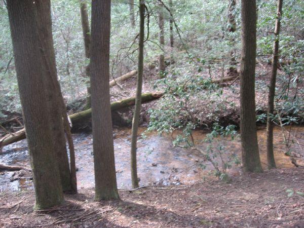 A serene forest scene featuring a small, clear creek flowing between trees. Sunlight filters through the dense foliage, highlighting the moss-covered tree trunks and the natural greenery surrounding the water. Turner Creek Trail mountain bike trail.
