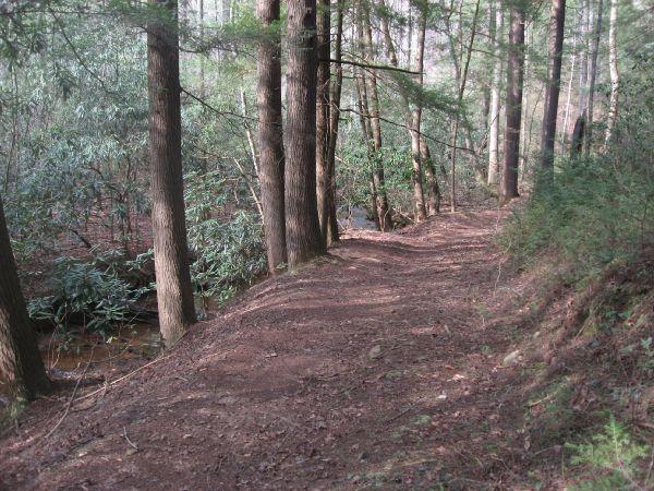 A winding dirt path through a wooded area, flanked by tall trees and foliage. Sunlight filters through the leaves, creating a serene and natural atmosphere near a small stream. Turner Creek Trail mountain bike trail.