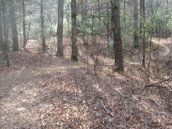 A wooded path winding through a forest, surrounded by tall trees and scattered leaves on the ground. Soft light filters through the foliage, creating a serene and tranquil atmosphere. Turner Creek Trail mountain bike trail.