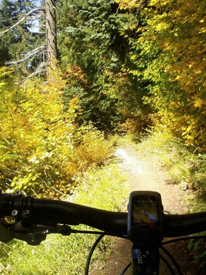 A view from the handlebars of a mountain bike on a dirt trail surrounded by vibrant autumn foliage. The path is flanked by golden and green leaves, and a bike-mounted GPS device is visible in the foreground, indicating a picturesque outdoor adventure in nature. Ape Canyon#234, Abraham#216d, Smith Creek#225 Trails mountain bike trail.