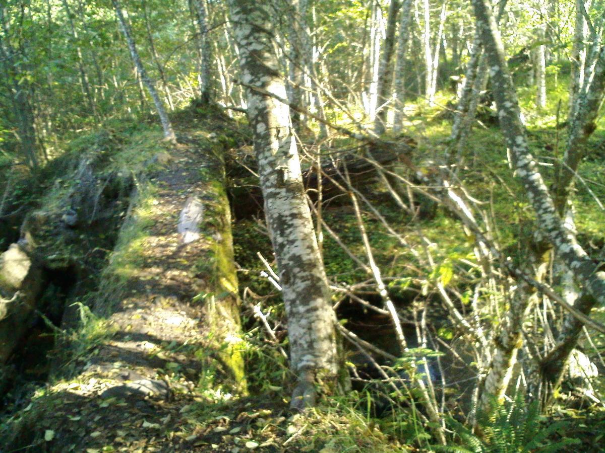 A narrow, dirt path winding over a moss-covered log in a dense forest. Surrounding the path are trees with light green foliage, sunlight filtering through the leaves, creating a serene and tranquil atmosphere. Ape Canyon#234, Abraham#216d, Smith Creek#225 Trails mountain bike trail.