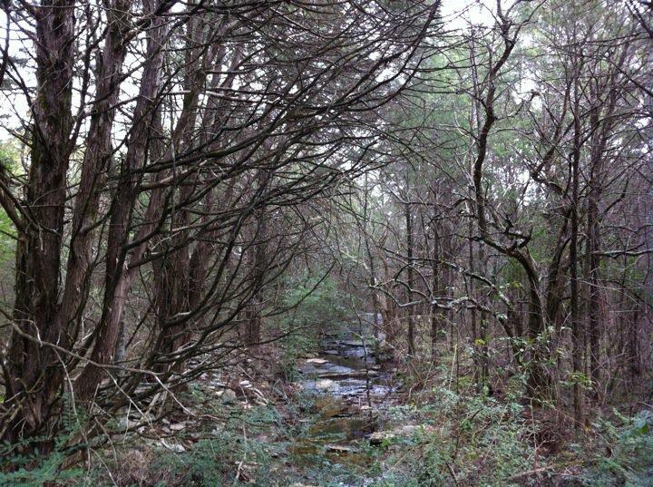 A serene forest scene featuring a narrow, winding stream surrounded by tall, leafless trees and lush greenery. The atmosphere conveys a sense of tranquility and the beauty of nature amidst the trees. Jones Mill mountain bike trail.