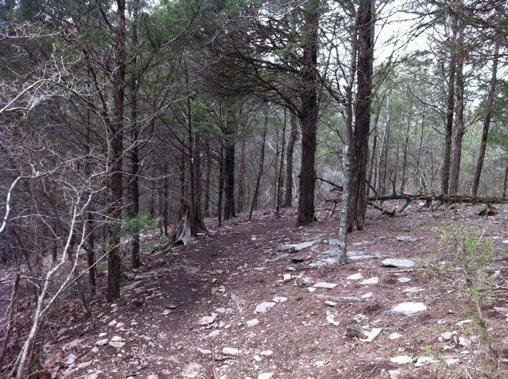 A winding dirt path meanders through a dense forest, surrounded by tall trees with sparse foliage. The ground is covered with scattered rocks and fallen branches, creating a natural, rugged terrain. The scene is slightly overcast, contributing to a moody, tranquil atmosphere. Jones Mill mountain bike trail.