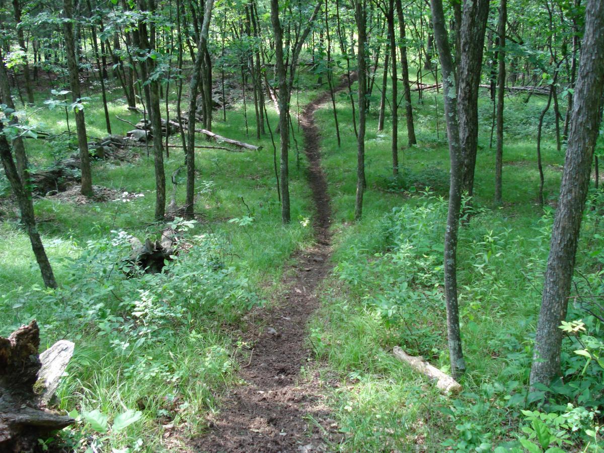 A winding dirt trail leads through a lush green forest, surrounded by tall trees and scattered underbrush. Sunlight filters through the leaves, creating a serene and inviting atmosphere in this natural setting. Stewart State Forest mountain bike trail.