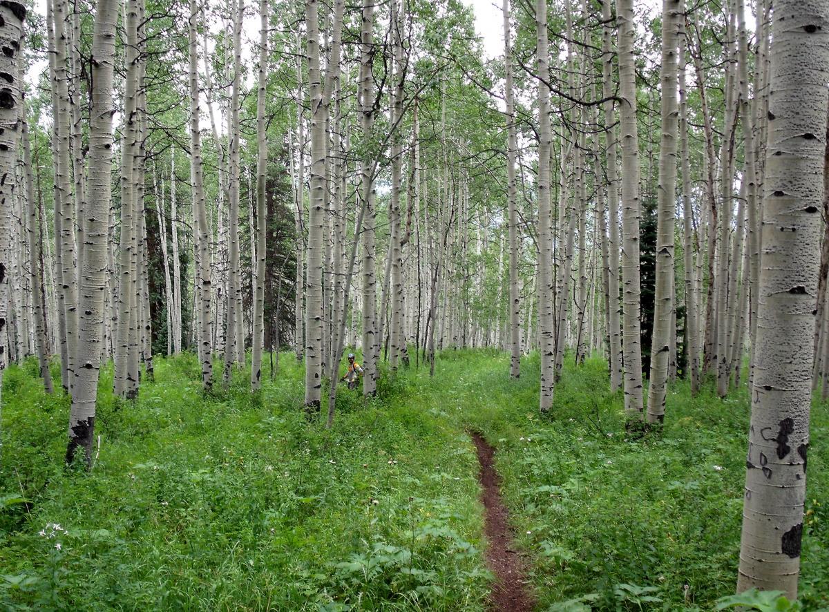 A peaceful forest scene featuring a narrow dirt path winding through a grove of tall aspen trees with white bark and lush green undergrowth. The setting gives a sense of tranquility and natural beauty, with dappled light filtering through the leaves. Meadow Mountain mountain bike trail.