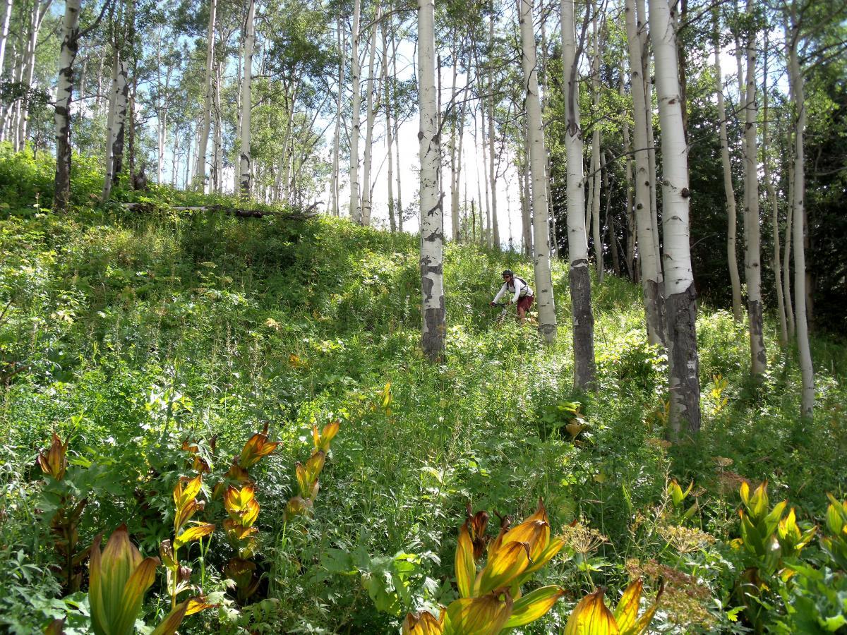 A lush, green hillside dotted with tall, slender aspen trees in sunlight. A person is visible in the background, navigating through the foliage, surrounded by vibrant plants and underbrush. The scene captures the tranquility of a natural forest environment. Trail 401 mountain bike trail.