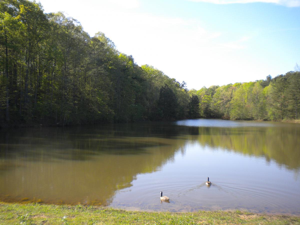 A serene lake surrounded by lush green trees, with two ducks swimming in the water. The clear blue sky reflects on the calm surface of the lake. The Trails At The Beach mountain bike trail.