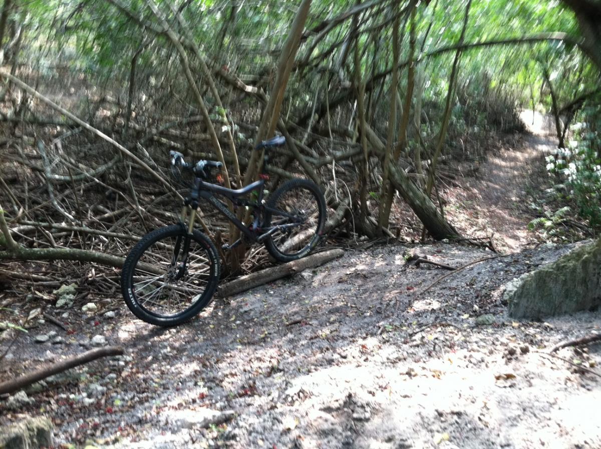 A mountain bike resting against a tree in a dense, overgrown forest area. The trail is partially visible in the background, surrounded by foliage and branches. Sunlight filters through the leaves, creating a dappled light effect on the ground. West Delray Regional Park mountain bike trail.