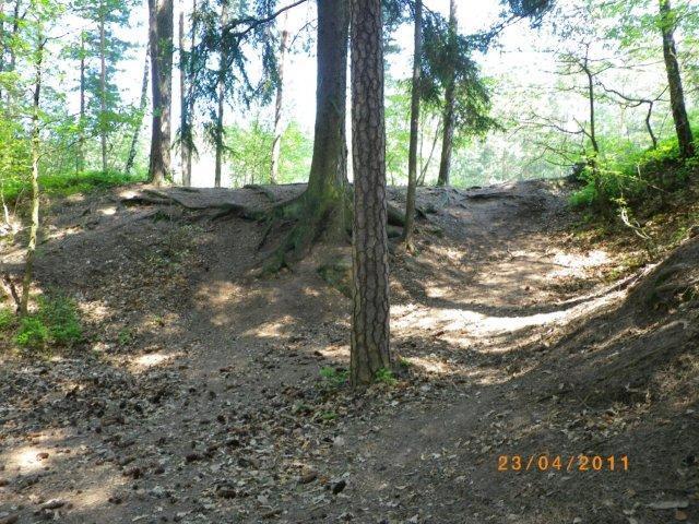 A forested area featuring a dirt path that splits into two, surrounded by trees and roots. Sunlight filters through the leaves, illuminating the ground covered with leaves and pine cones. Tiergarten mountain bike trail.
