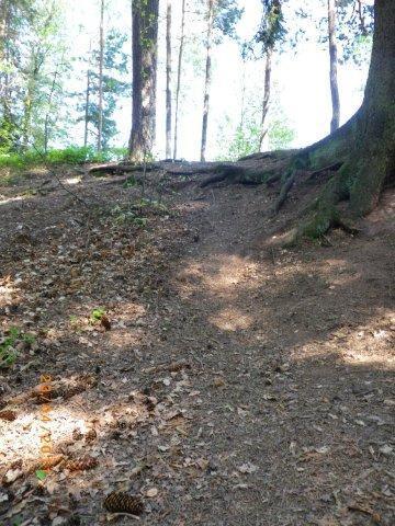 A wooded area with a gentle incline, featuring tall trees and a path covered in fallen leaves and pine needles. Sunlight filters through the branches, creating a dappled light effect on the ground. Tree roots are visible along the slope. Tiergarten mountain bike trail.