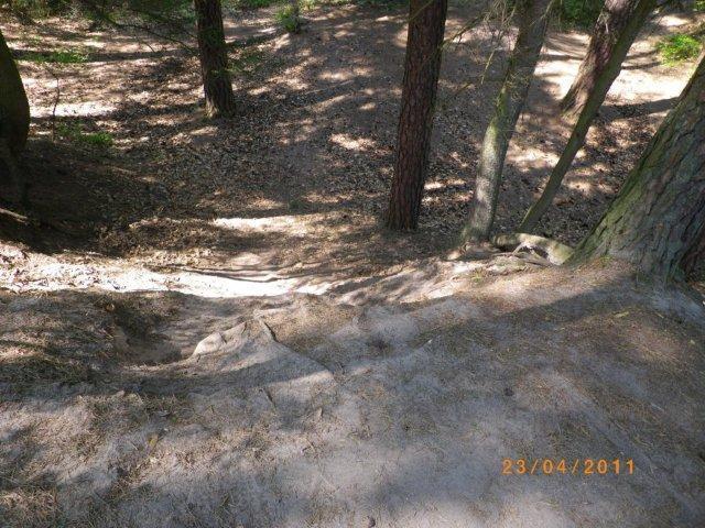 A sandy pathway leading down a slope in a wooded area, surrounded by tall trees and scattered leaves, with sunlight filtering through the foliage. Tiergarten mountain bike trail.