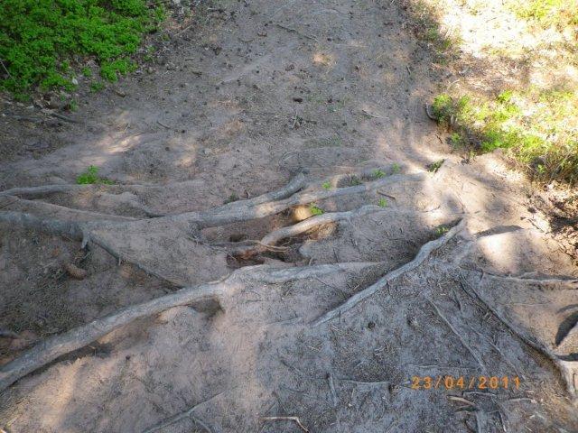 A close-up view of a dirt path covered with visible tree roots, showcasing the natural terrain. Portions of the ground are sandy, with patches of green plant life along the edges. The sunlight casts shadows on the path, highlighting the texture of the roots and soil. A small date is visible in the bottom corner: 23/04/2011. Tiergarten mountain bike trail.