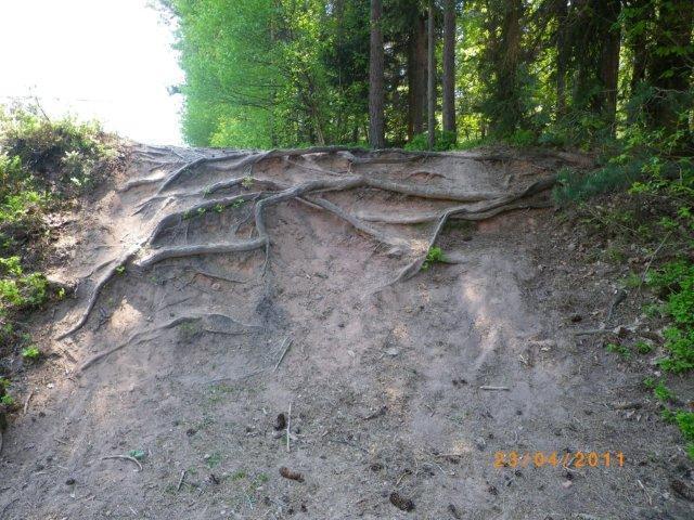 A sandy slope with exposed tree roots, surrounded by green foliage and a forested area in the background. The sunlight filters through the trees, highlighting the intricate patterns created by the roots in the sandy soil. Tiergarten mountain bike trail.