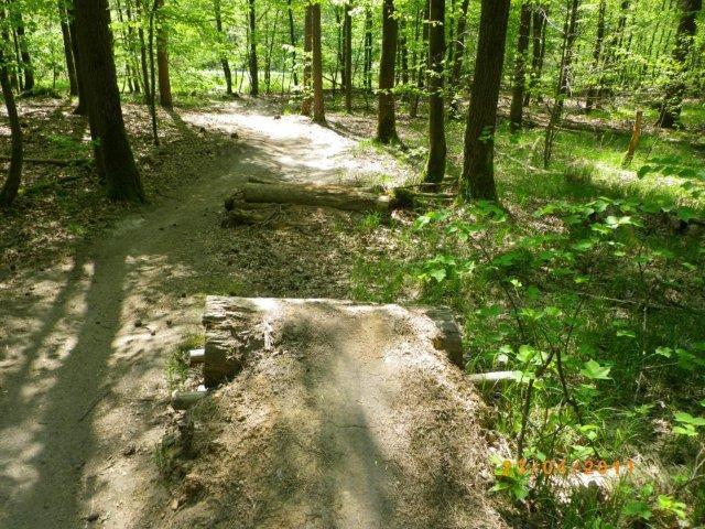 A sandy trail winding through a lush green forest, featuring a rustic wooden bridge made of logs. Sunlight filters through the leaves of the trees, casting dappled shadows on the ground. Tiergarten mountain bike trail.