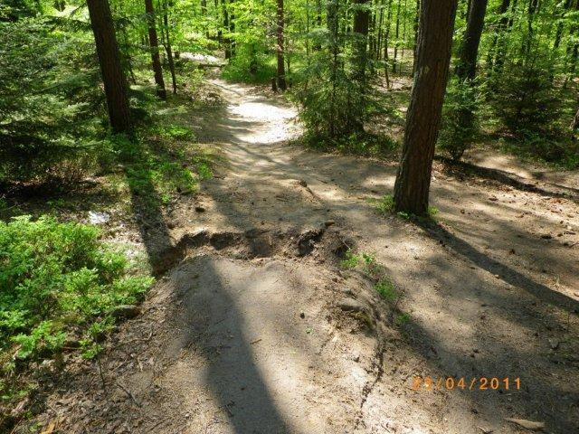A sunlit forest path diverging between trees, with sandy soil showing signs of erosion. Green foliage surrounds the area, creating a serene natural setting. Tiergarten mountain bike trail.