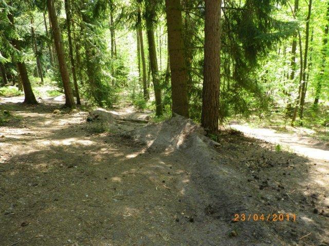A narrow dirt path winding through a dense forest, surrounded by tall trees and lush greenery. Sunlight filters through the foliage, creating a dappled effect on the ground. The path appears dirtier in one section with a slight incline, indicating the presence of foot traffic. Tiergarten mountain bike trail.