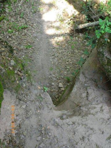 A narrow dirt path winds down between rocky edges, surrounded by scattered leaves and greenery. Sunlight filters through the trees, illuminating the trail in a natural setting. Tiergarten mountain bike trail.
