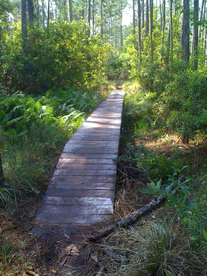 A wooden bridge path leading through a lush green forest, surrounded by tall trees and dense foliage. Ferns and grasses line the sides of the bridge, creating a serene and natural atmosphere. The Preserve mountain bike trail.