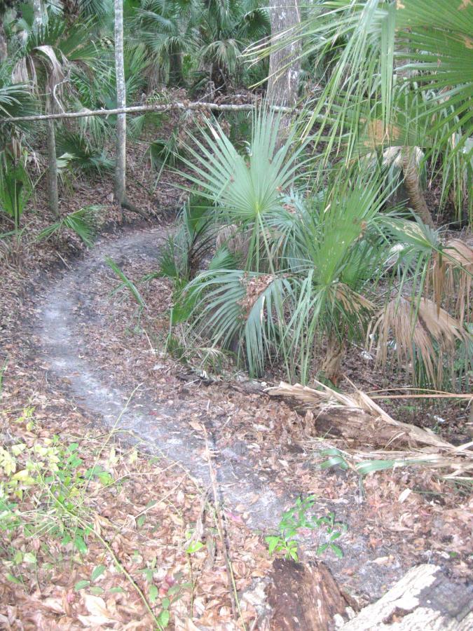 A winding dirt path through a dense tropical forest, surrounded by tall palm fronds and fallen leaves, with scattered greenery and tree trunks visible in the background. Chuck Lennon Park mountain bike trail.