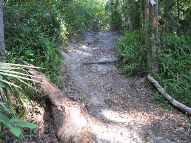 Dirt path winding through a lush green forest, lined with ferns and trees. A tree stump is visible on the left side of the trail, with scattered leaves on the ground. The path is slightly uneven and leads further into the wooded area. Chuck Lennon Park mountain bike trail.