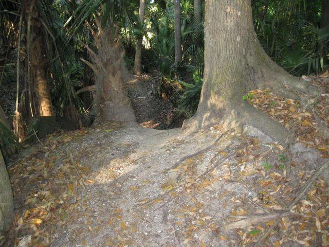 A dirt path surrounded by large trees and tropical foliage, leading down towards a shaded area with fallen leaves covering the ground. The scene suggests a natural and secluded environment. Chuck Lennon Park mountain bike trail.