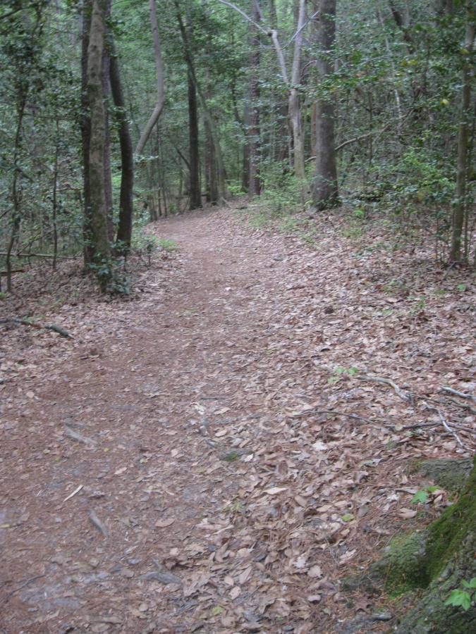 A winding dirt path through a wooded area, surrounded by trees and scattered leaves on the ground. The scene is lush and green, suggesting a tranquil nature trail. Beaverdam Park mountain bike trail.