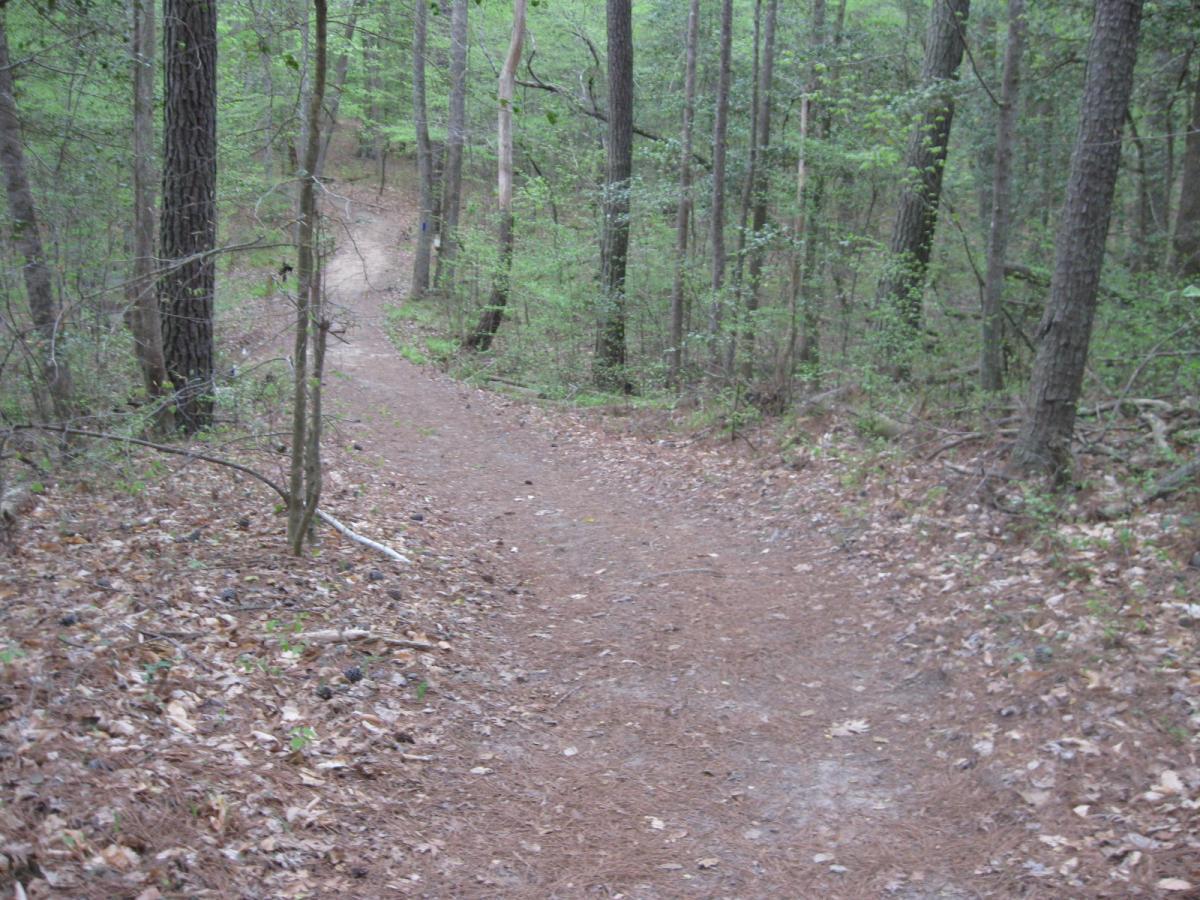 A winding dirt trail lined with trees, surrounded by greenery and fallen leaves, set in a tranquil forest environment. Beaverdam Park mountain bike trail.