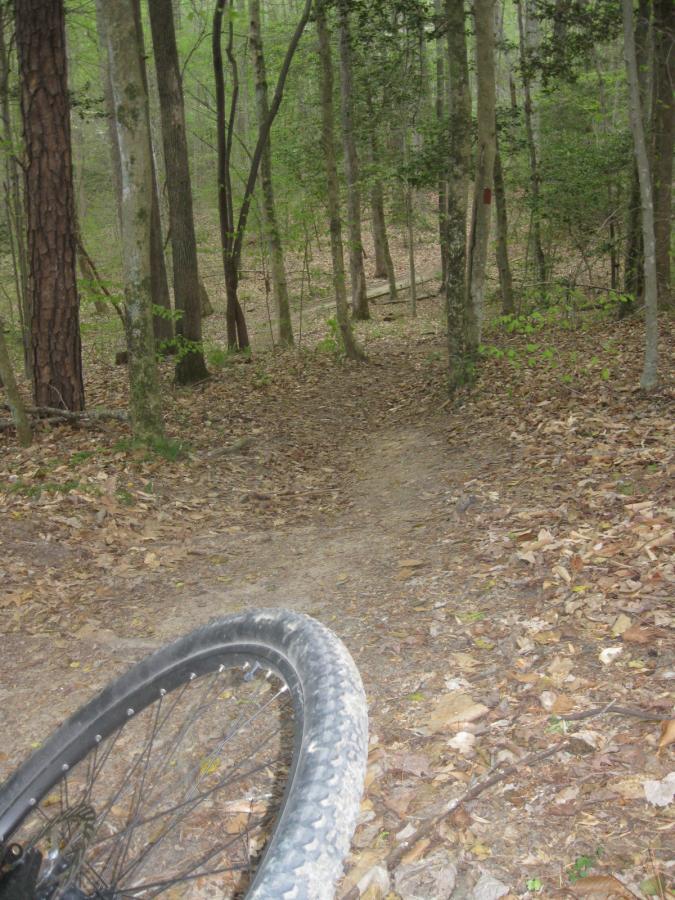 A close-up view of a mountain bike tire resting on a dirt trail surrounded by trees in a forest. The path leads downhill, covered with fallen leaves and greenery, suggesting a scenic outdoor biking location. Beaverdam Park mountain bike trail.