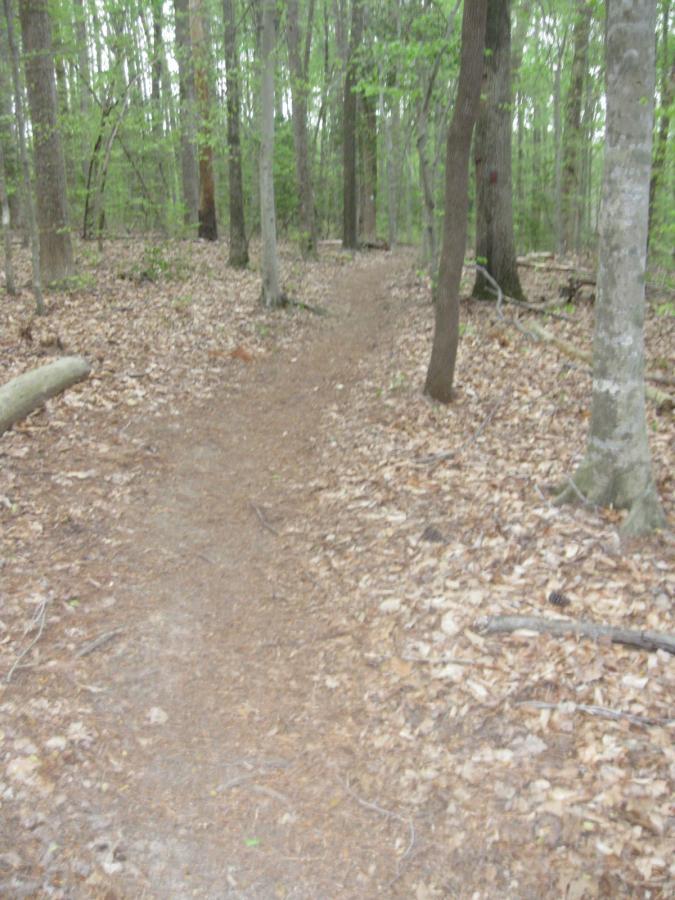A winding dirt path through a green forest, surrounded by tall trees and scattered leaves on the ground, indicating early spring. Beaverdam Park mountain bike trail.