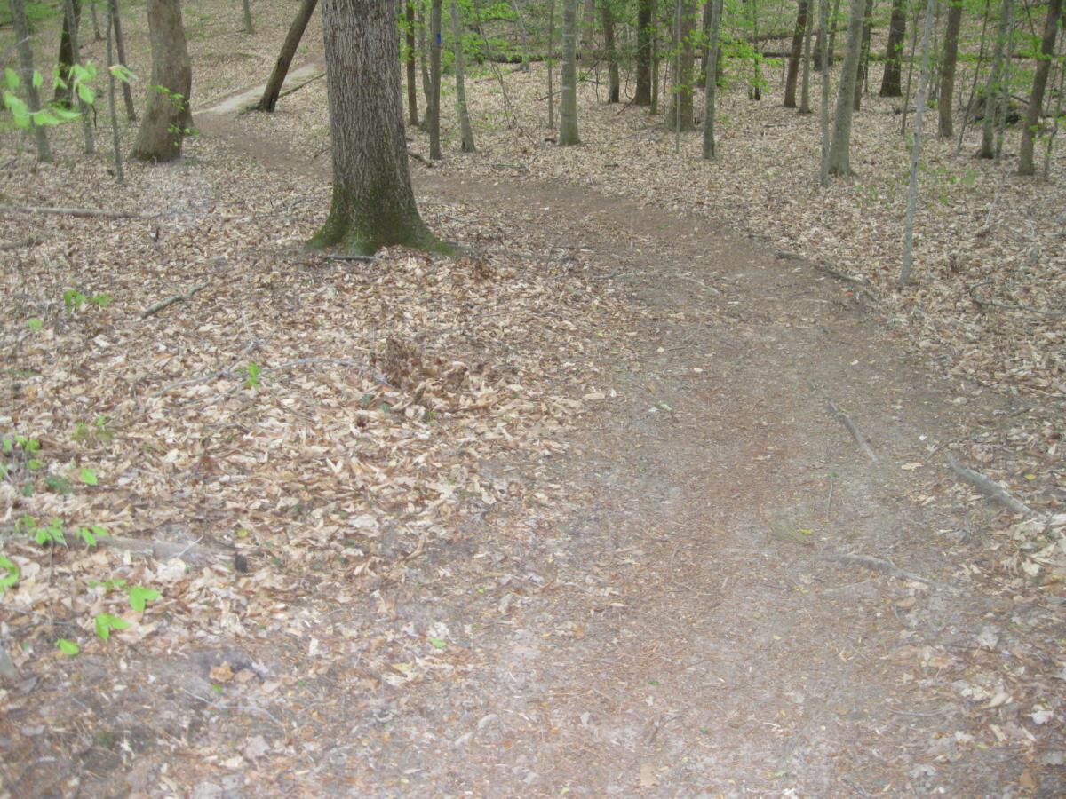 A narrow dirt path winding through a forested area, covered with fallen leaves and surrounded by trees. The trail leads into the distance, inviting exploration in a natural setting. Beaverdam Park mountain bike trail.