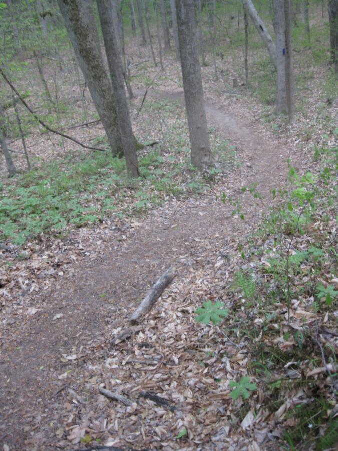 A winding dirt path through a lush green forest, surrounded by trees and scattered leaves on the ground. The path curves slightly to the right, inviting exploration in a serene natural setting. Beaverdam Park mountain bike trail.