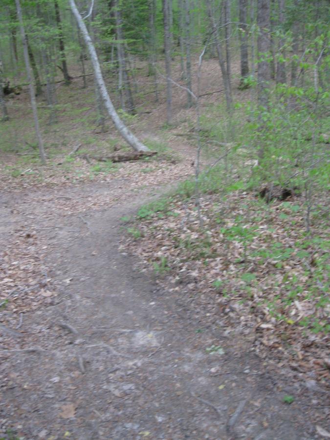 A winding dirt trail surrounded by lush green foliage and trees in a forested area, with fallen leaves scattered along the ground. Beaverdam Park mountain bike trail.