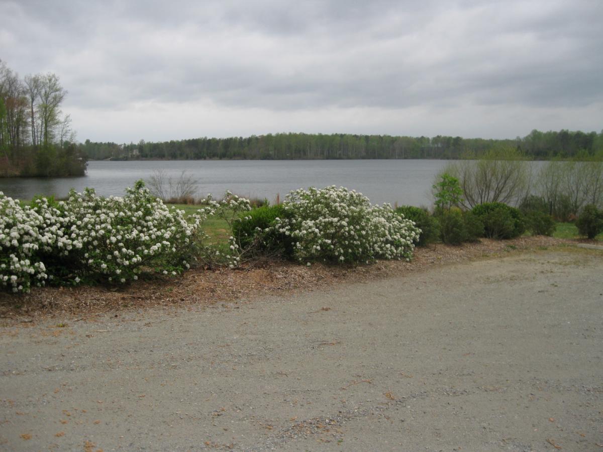 A tranquil lakeside view featuring blooming white flowers in the foreground, with a calm body of water reflecting a cloudy sky. Lush greenery surrounds the lake, creating a serene natural landscape. Beaverdam Park mountain bike trail.