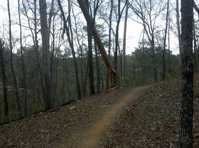 A winding dirt trail runs through a wooded area with barren trees, some still standing and others fallen. The trail slightly ascends, leading into a lush green landscape in the background, hinting at the beauty of the forest beyond. Taylor Randahl Memorial Mountain Bike Trails At Olde Rope Mill Park mountain bike trail.