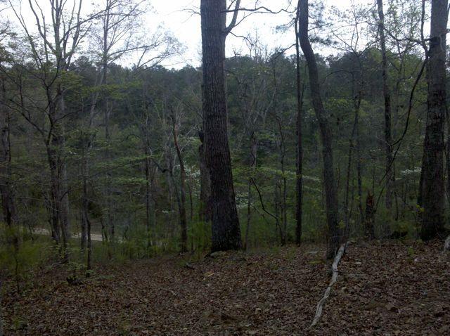 A serene forest scene featuring tall trees with budding leaves, a carpet of brown leaves on the ground, and a glimpse of a dirt path winding through the lush greenery in the background. The image captures the tranquil essence of nature. Taylor Randahl Memorial Mountain Bike Trails At Olde Rope Mill Park mountain bike trail.