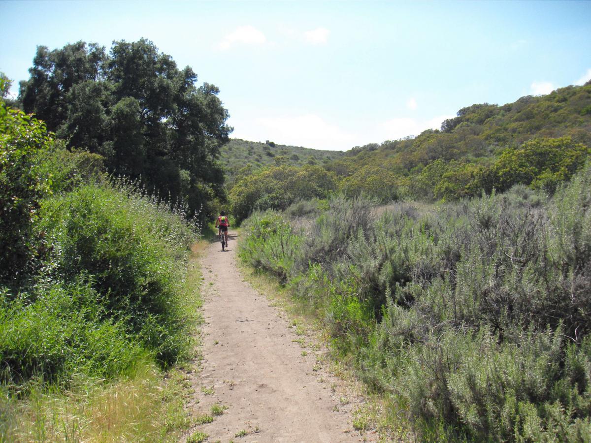 A cyclist riding on a dirt path surrounded by lush greenery and rolling hills under a clear blue sky. The trail is bordered by shrubs and wild plants, creating a peaceful natural atmosphere. Laguna Coast Wilderness Park mountain bike trail.