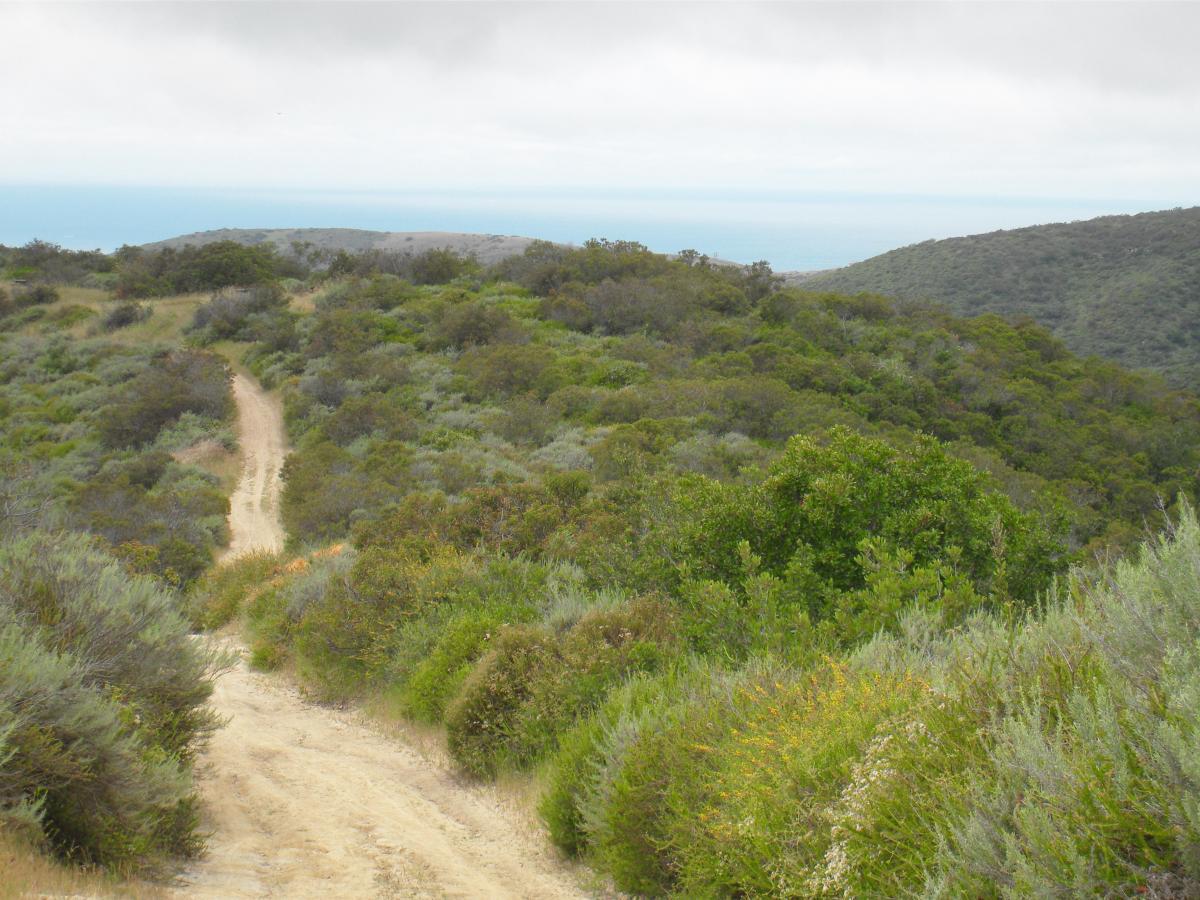 A winding dirt path meanders through green shrubs and bushes on a hillside, leading towards a distant view of the ocean under a cloudy sky. Crystal Cove State Park mountain bike trail.