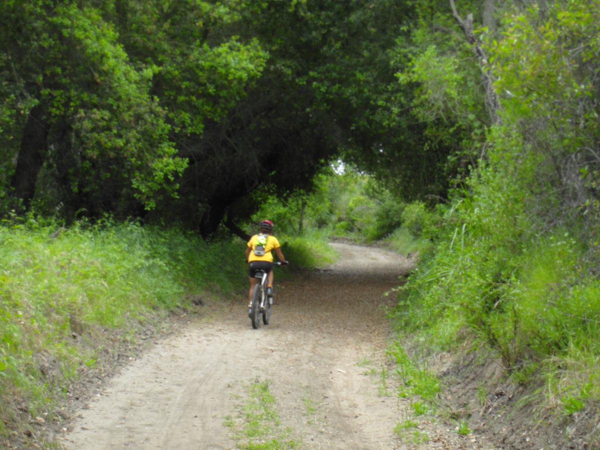 A person riding a mountain bike on a gravel path surrounded by lush greenery and trees, creating a serene outdoor setting. Crystal Cove State Park mountain bike trail.