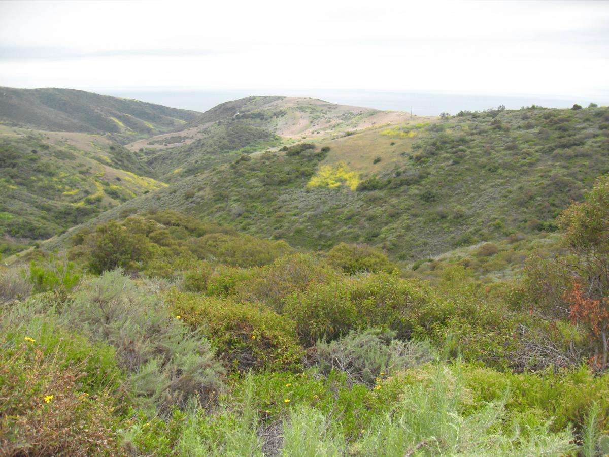 A panoramic view of rolling green hills under a cloudy sky, with patches of yellow wildflowers scattered throughout the landscape. The gentle slopes lead down to a valley that showcases a variety of lush vegetation, creating a serene natural setting. The horizon hints at the distant ocean beyond the hills. Crystal Cove State Park mountain bike trail.