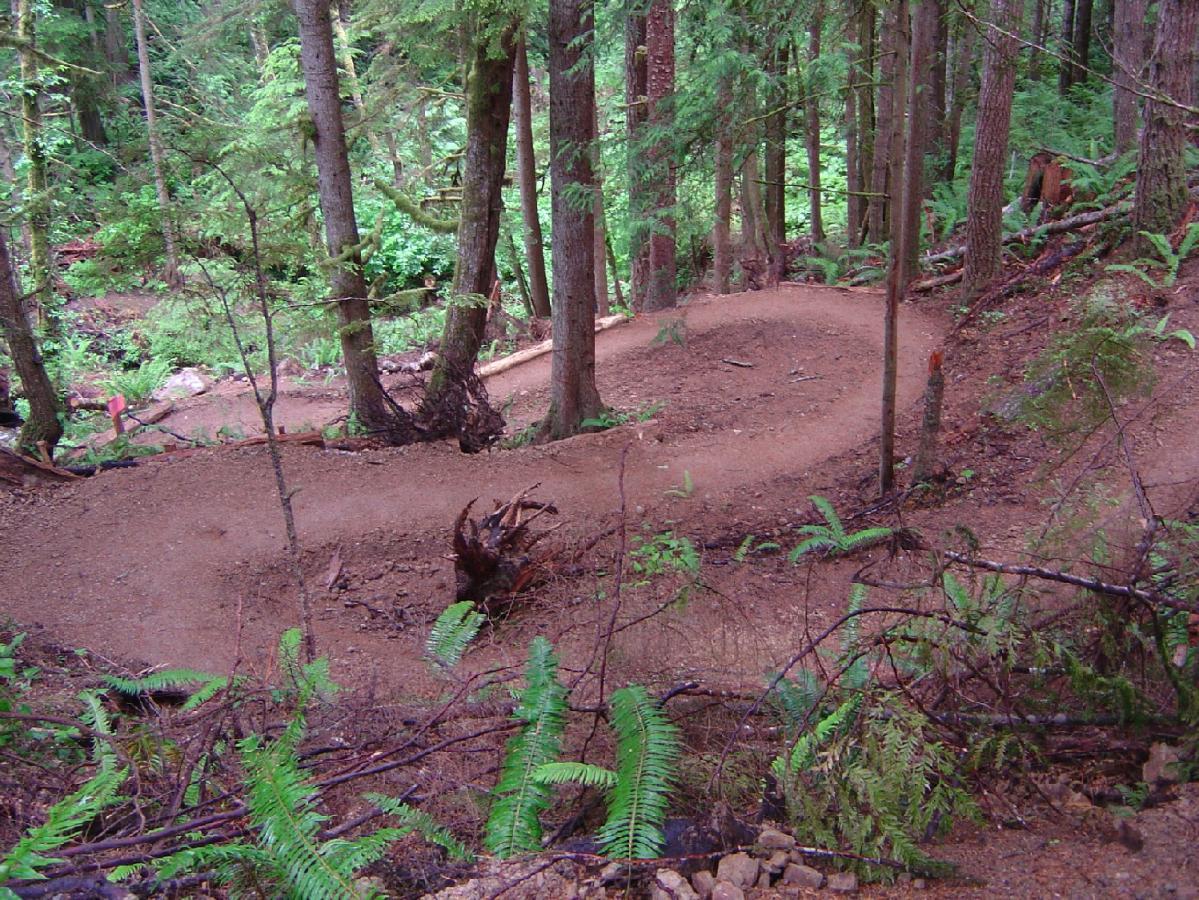 A winding dirt trail surrounded by tall trees and lush green foliage in a forest setting. Ferns and fallen branches are visible along the path, showcasing a natural and vibrant woodland environment. Adventure Route Segment Of The Odt mountain bike trail.