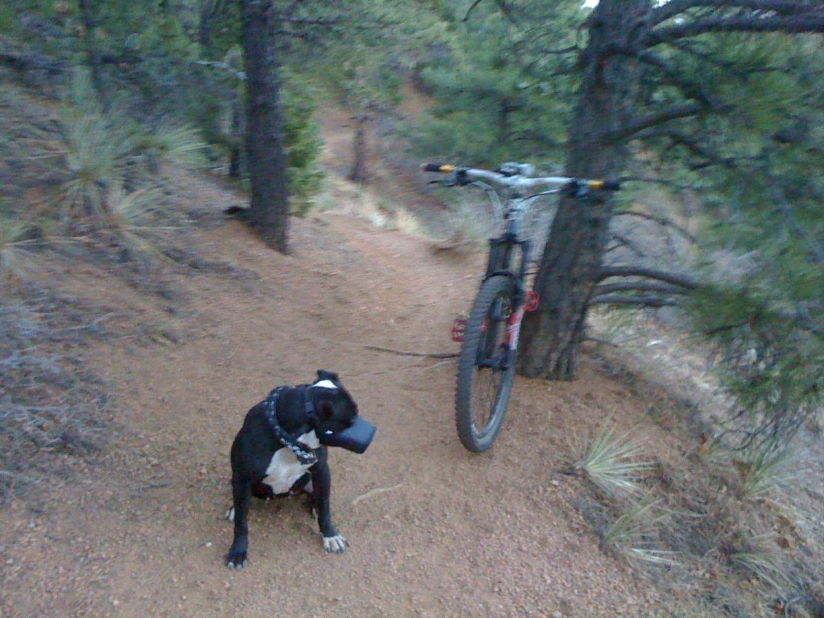 A black and white dog sits calmly on a dirt trail surrounded by trees, next to a bicycle parked nearby. The scene is set in a natural outdoor environment with some greenery and a sandy path. Palmer Trail / Section 16 mountain bike trail.