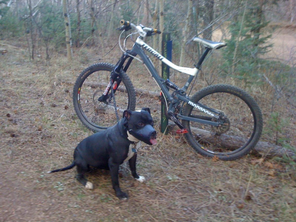 A black and white dog sitting next to a mountain bike in a wooded area. The bike leans against a post, and the ground is covered with pine needles and small plants. Trees are visible in the background, indicating a natural outdoor setting. Palmer Trail / Section 16 mountain bike trail.