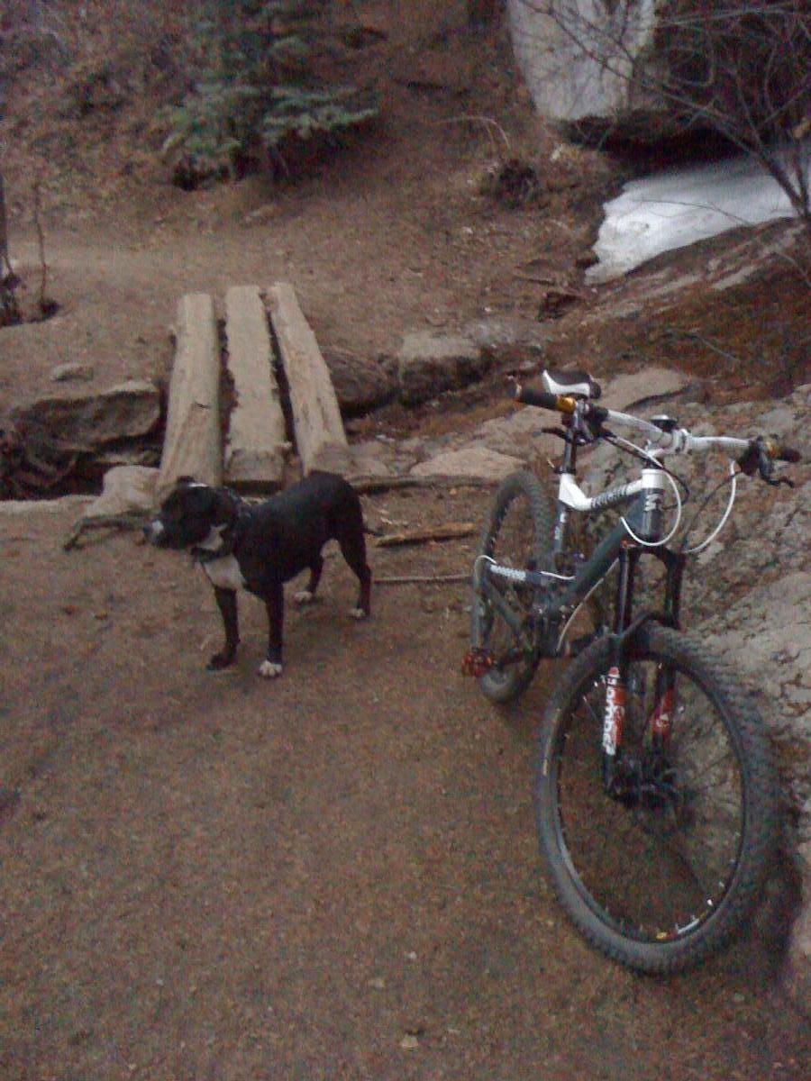 A black and white dog stands beside a mountain bike on a dirt path in a wooded area. In the background, there are trees and a small wooden bridge crossing a shallow stream. The scene appears to be set in a natural outdoor environment. Palmer Trail / Section 16 mountain bike trail.