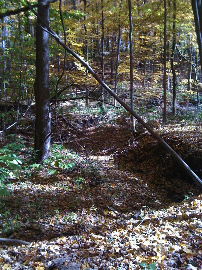 A serene autumn forest scene featuring tall trees with yellow and green foliage, scattered with fallen leaves on the ground. A small, winding path can be seen through the underbrush, and a few fallen branches add to the natural landscape. The lighting suggests a bright day, enhancing the vibrant colors of the leaves. MoMBA @ Huffman MetroPark mountain bike trail.