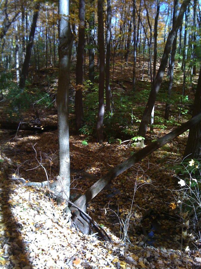 A peaceful forest scene in autumn, featuring tall trees with golden and green leaves. The forest floor is covered in fallen leaves, and a small, shallow creek is visible in the foreground, partially obscured by branches and foliage. Sunlight filters through the trees, casting gentle shadows on the ground. MoMBA @ Huffman MetroPark mountain bike trail.