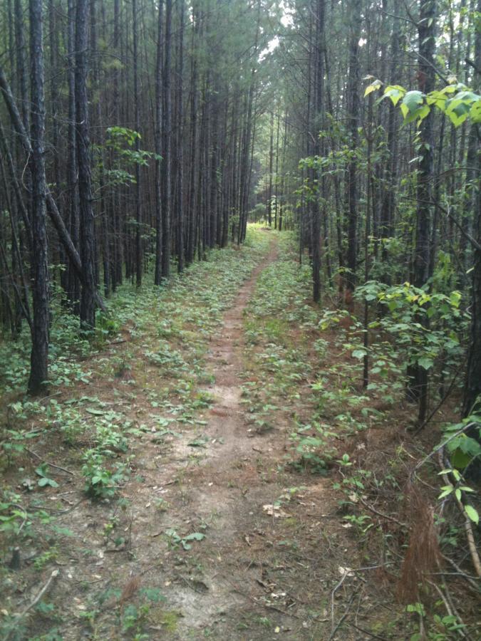 A narrow dirt path winding through a dense forest of tall pine trees, with lush green underbrush lining the sides. The trail leads into the distance, surrounded by a serene natural atmosphere. Bonita Lakes mountain bike trail.